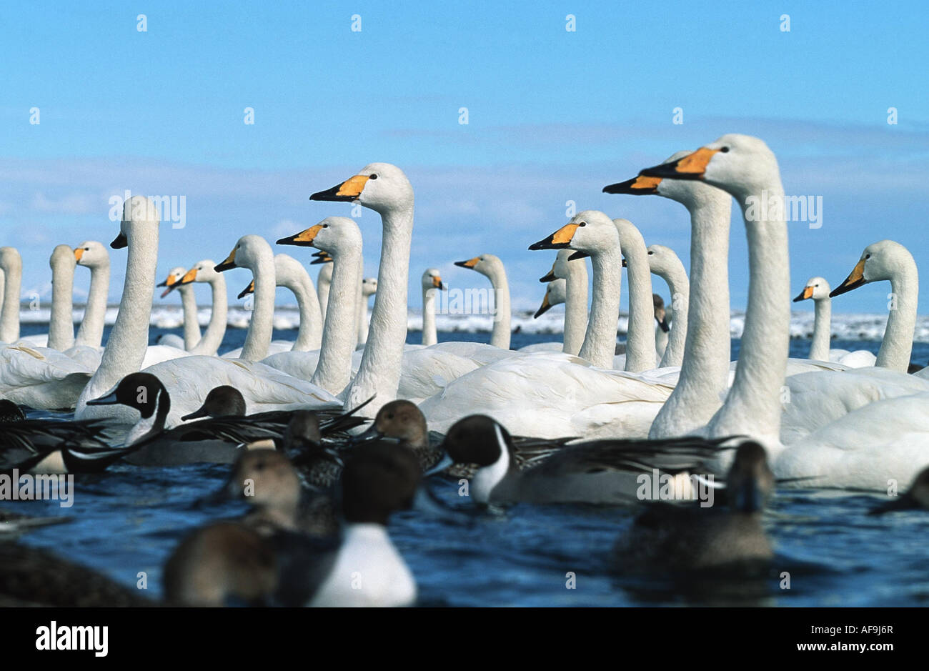whooper swans and northern pintails (Cygnus cygnus, Anas acuta), in winter billet, Japan, Hokkaido Stock Photo