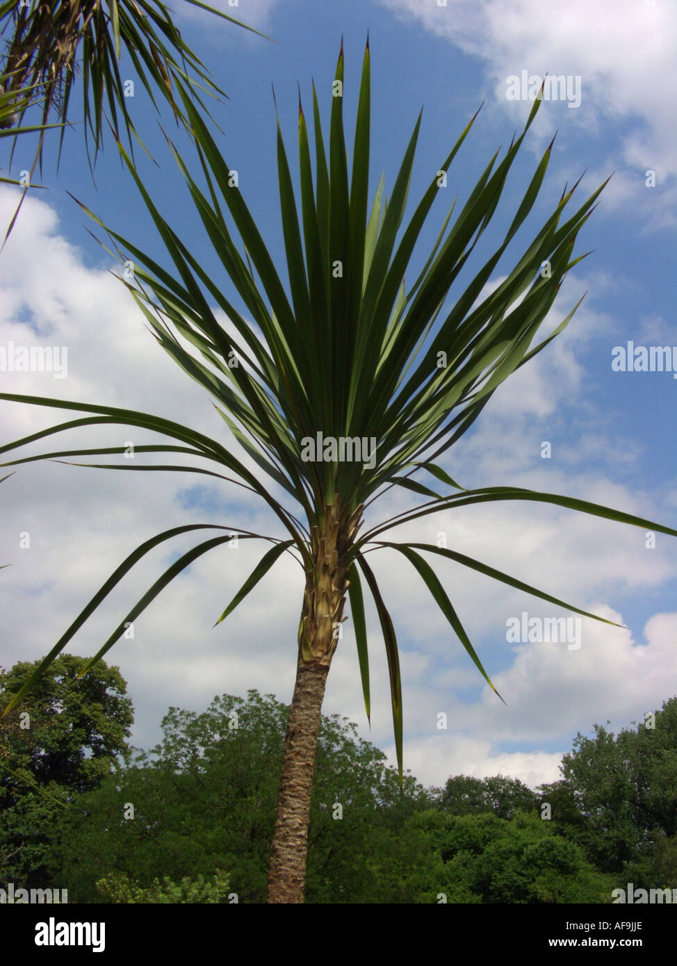 Dracaena Australis High Resolution Stock Photography And Images Alamy