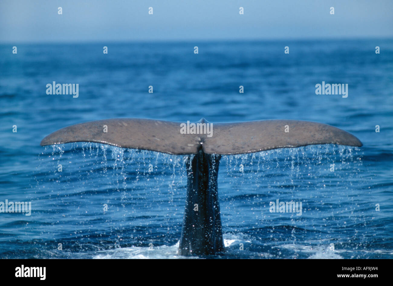sperm whale, great sperm whale, spermaceti whale, trumpet whale