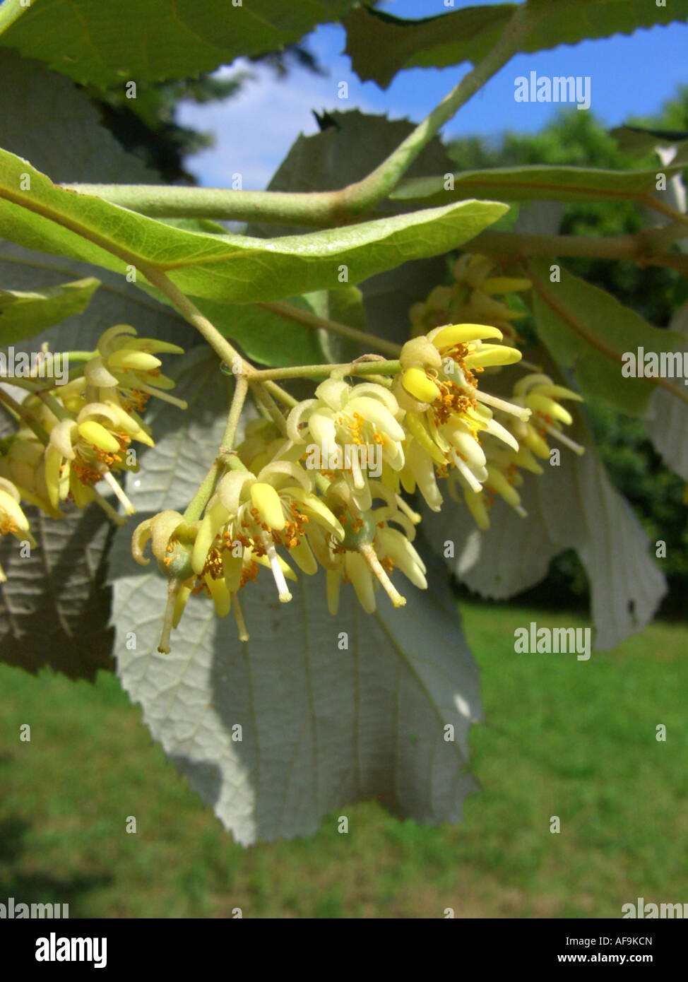 silver linden (Tilia tomentosa), flowers Stock Photo