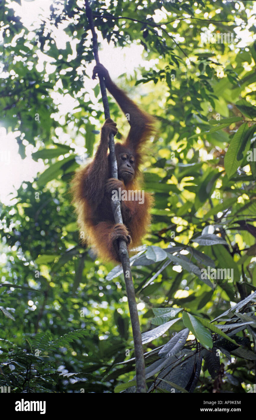 orang-utan, orangutan, orang-outang (Pongo pygmaeus), climbing at a liana, Indonesia, Sumatra Stock Photo