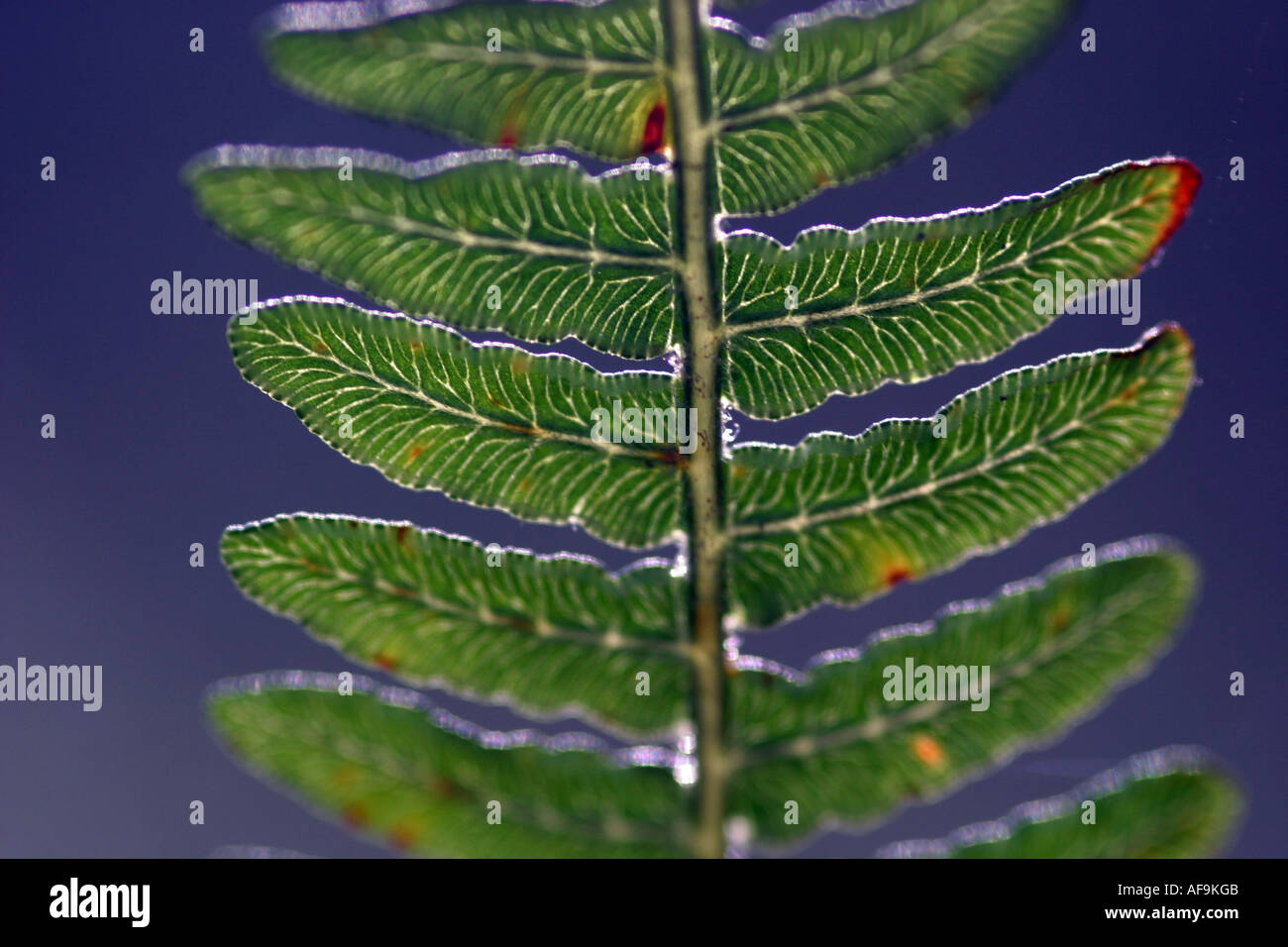 Leaves and ferns hi-res stock photography and images - Alamy
