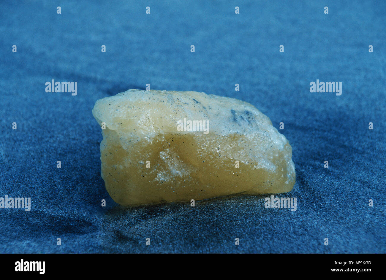 sperm whale, great sperm whale, spermaceti whale, trumpet whale, cachalot (Physeter macrocephalus), yellow lumb spermaceti on t Stock Photo