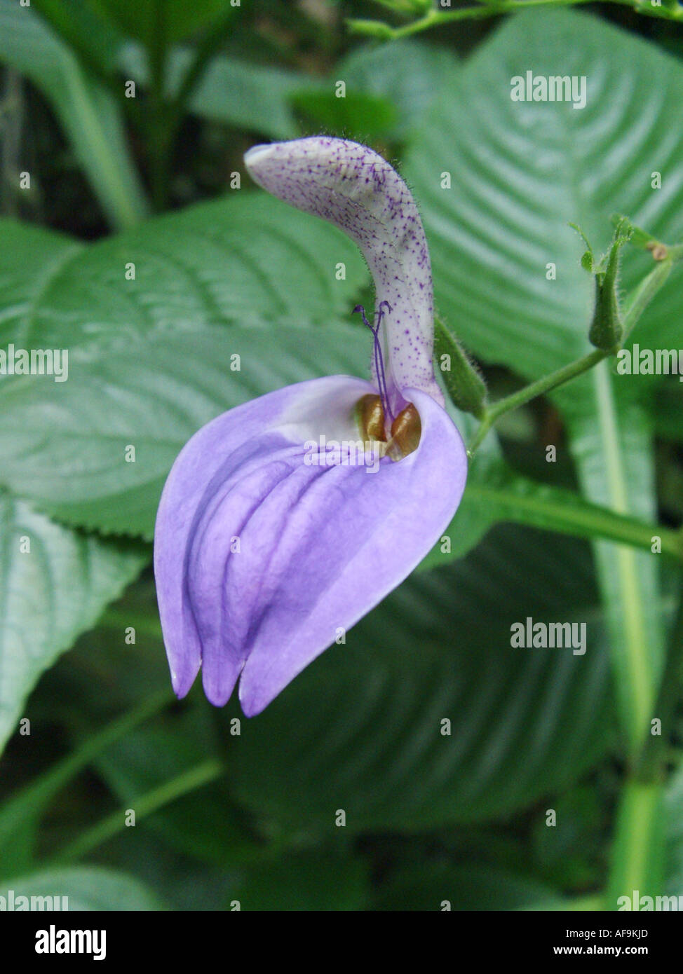 single flower Brillantaisia nyanzarum Stock Photo