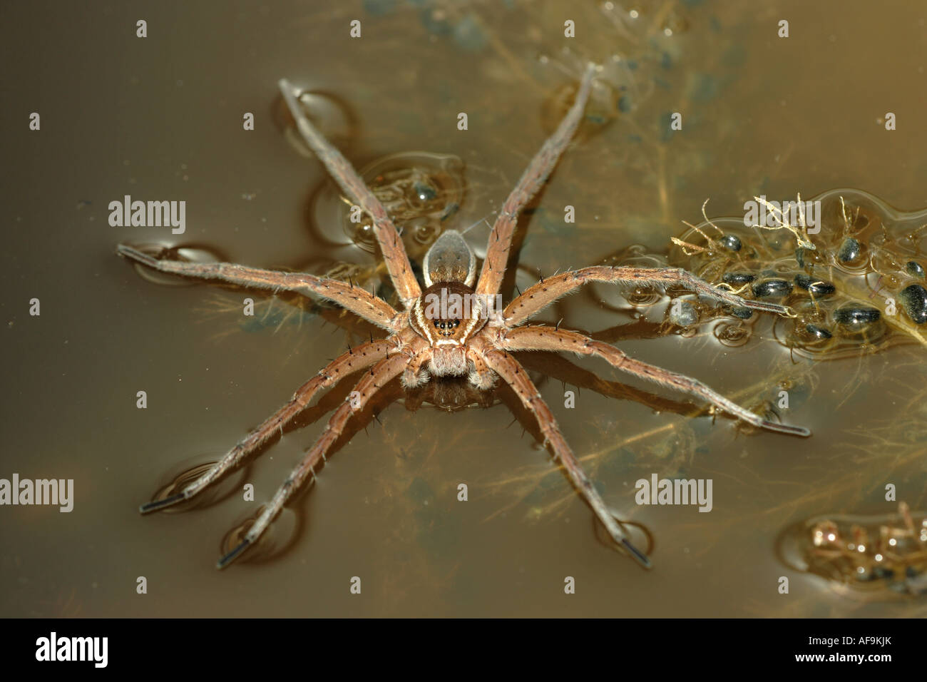 fimbriate fishing spider (Dolomedes fimbriatus), holded by surface tension, Germany, Bavaria, Staffelsee Stock Photo