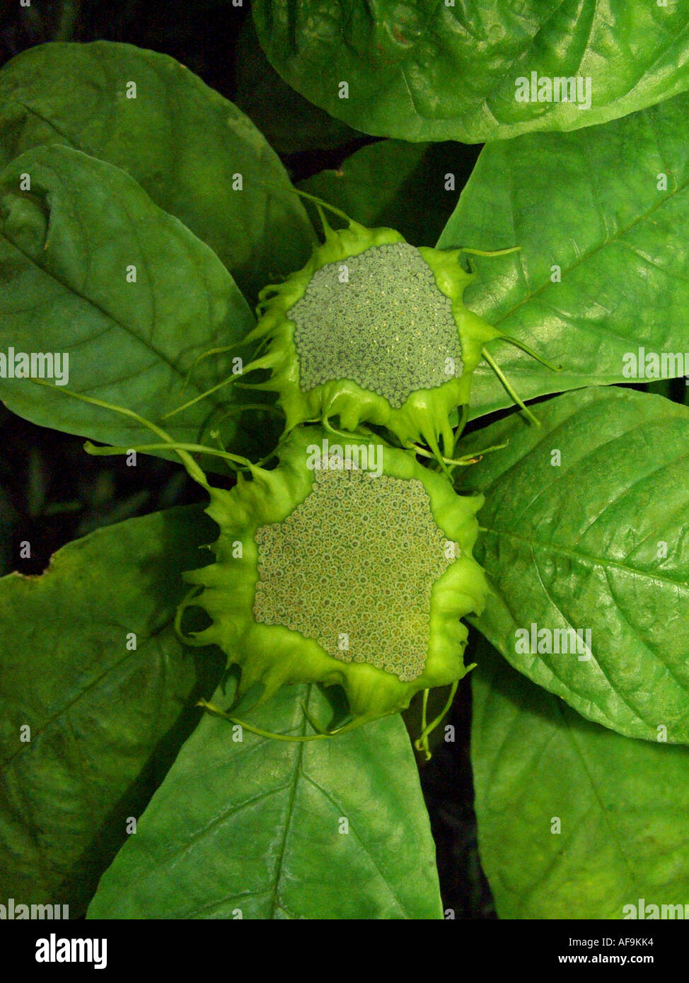 inflorescences Dorstenia multiradiata Stock Photo