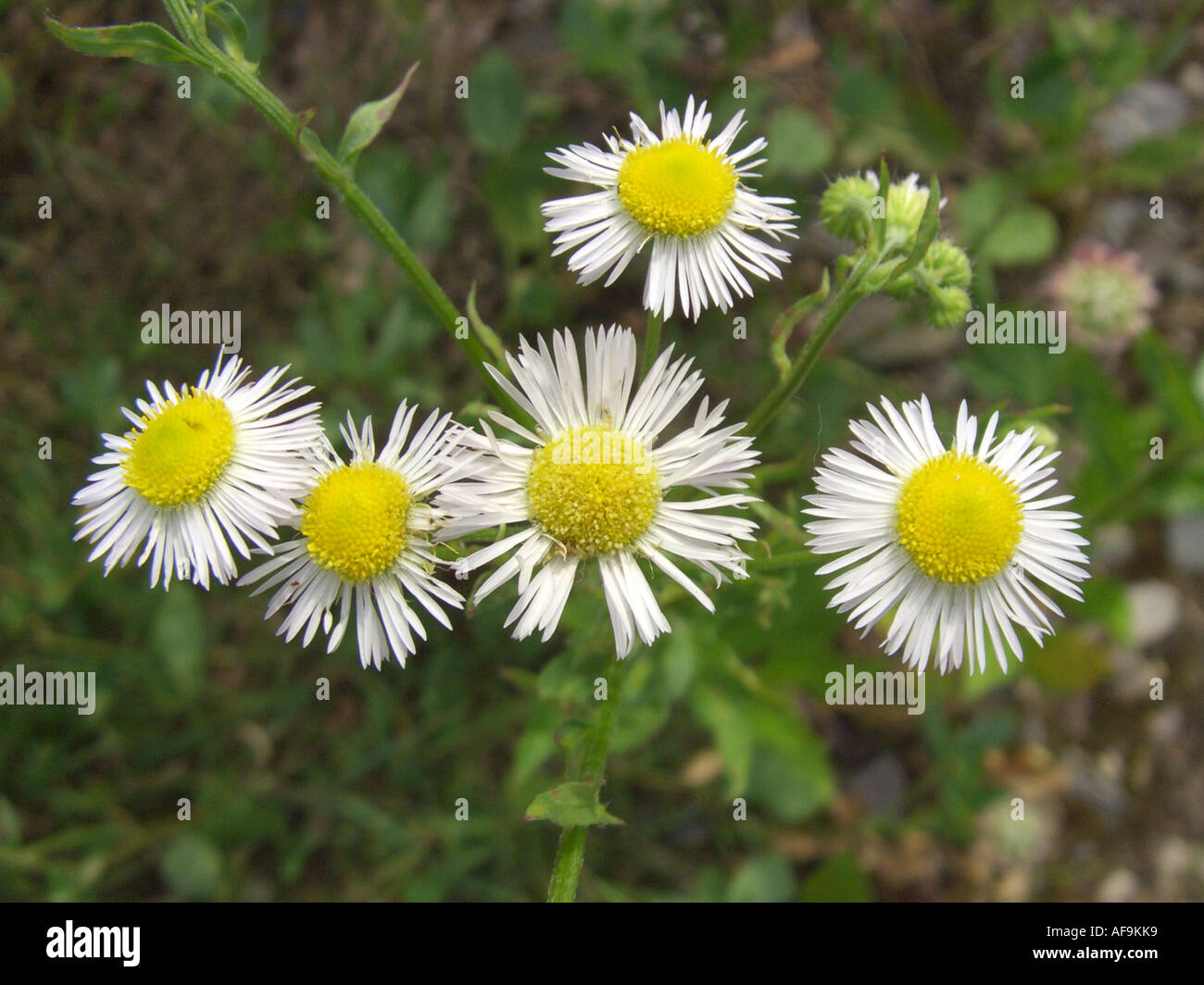 annual fleabane, daisy fleabane, sweet scabious, Eastern daisy fleabane, white-top fleabane (Erigeron annuus), inflorescences Stock Photo
