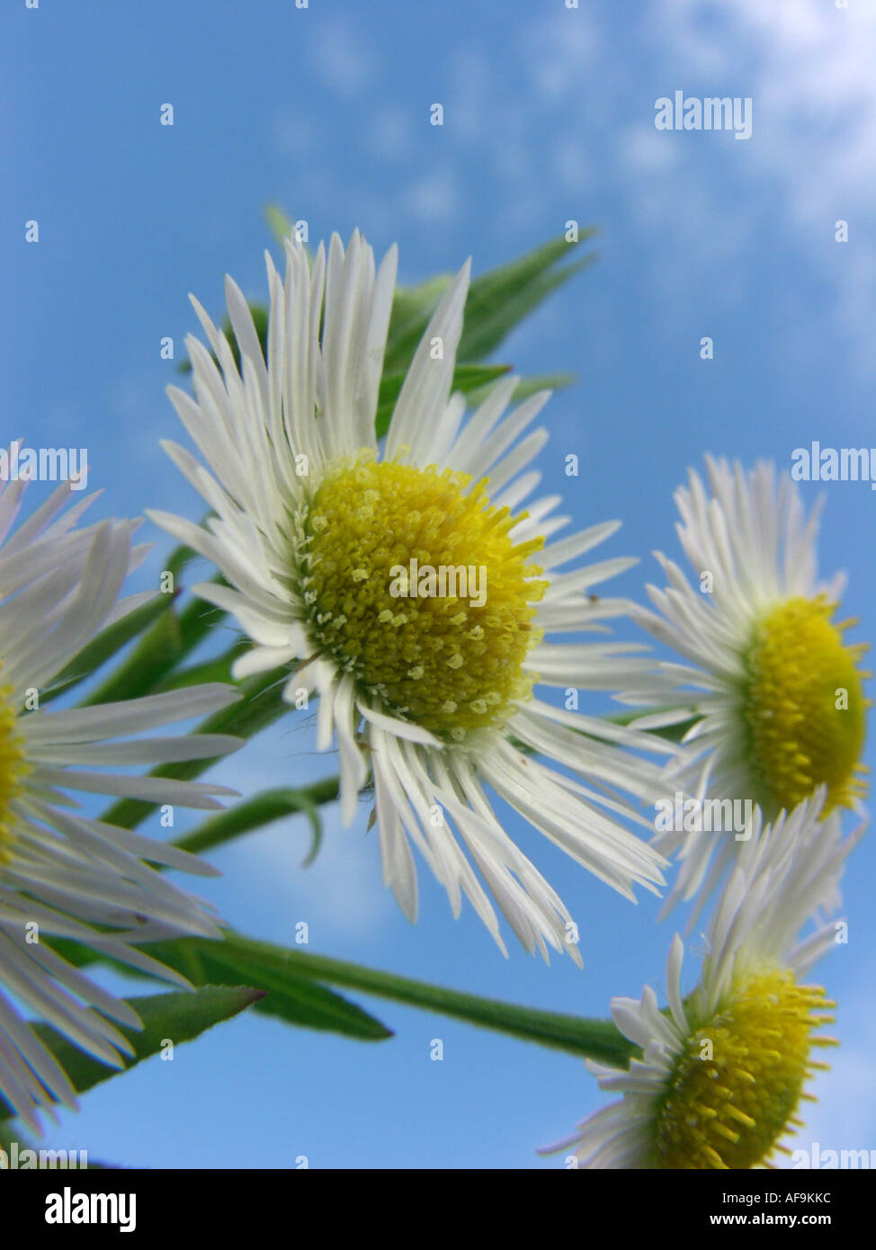 annual fleabane, daisy fleabane, sweet scabious, Eastern daisy fleabane, white-top fleabane (Erigeron annuus), inflorescence Stock Photo