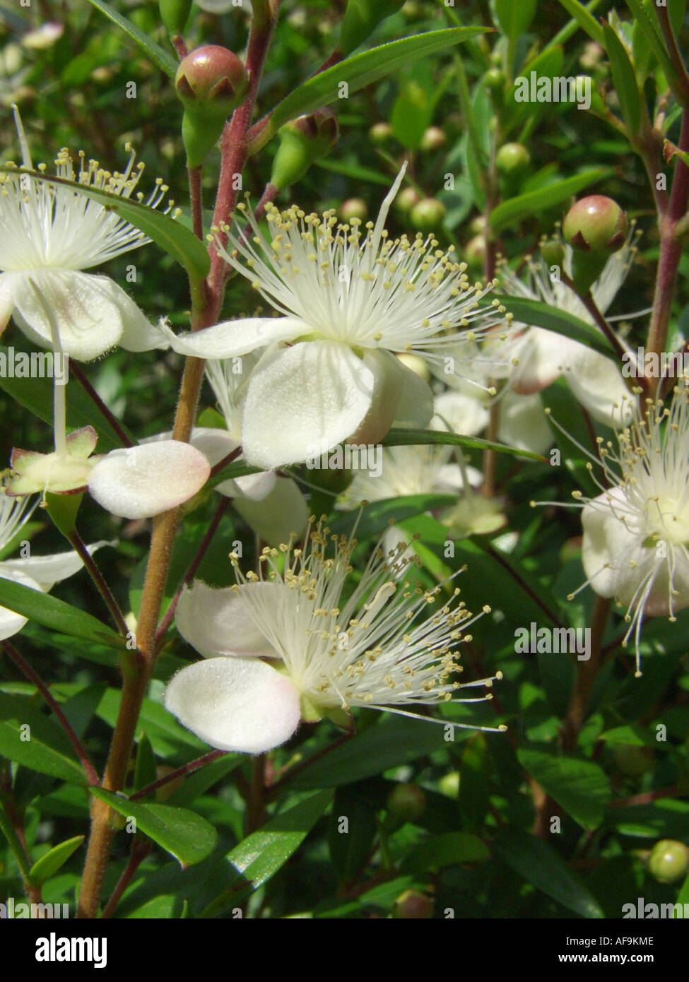 myrtle (Myrtus communis), flowers Stock Photo