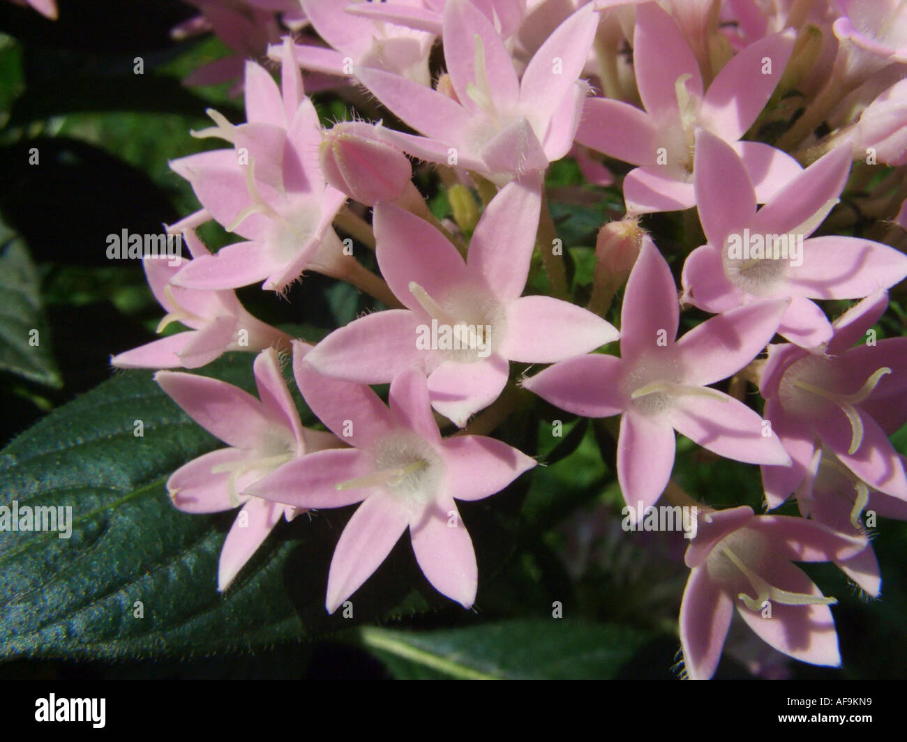 Egyptian star cluster hi-res stock photography and images - Alamy