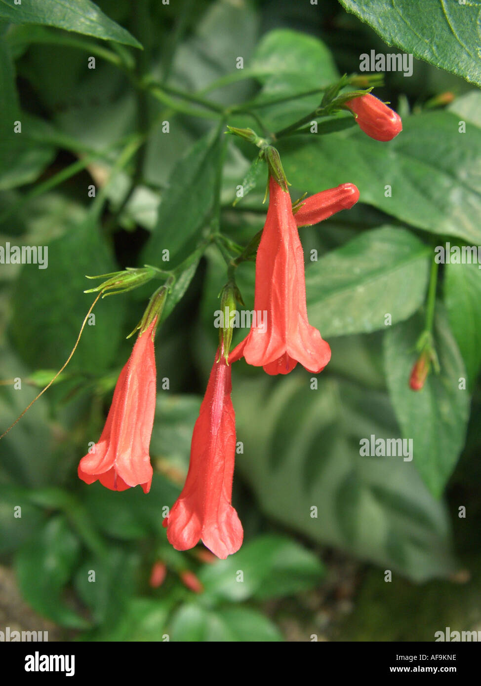 Ruellia (Ruellia graecizans), flowers Stock Photo