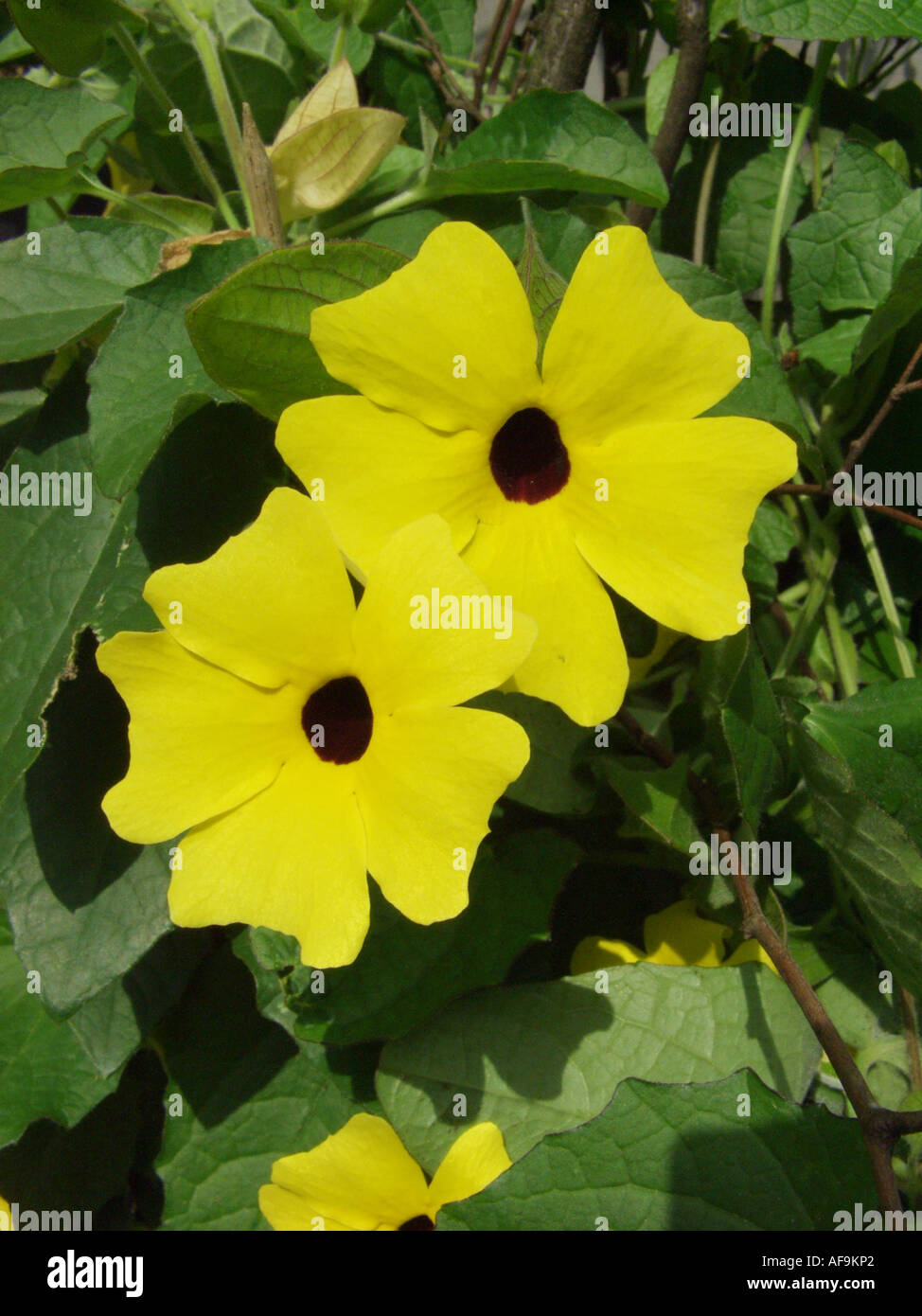 blackeyed susan (Thunbergia alata), with yellow flowers Stock Photo