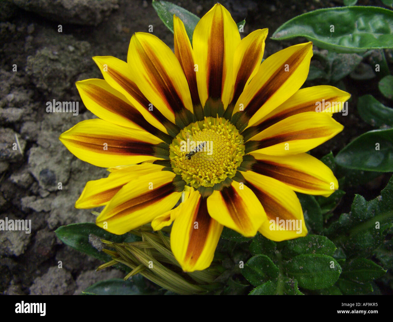 treasure flower (Gazania rigens, Gazania splendens), cv. Daybreak Red Stripe: inflorescence with hoverfly Stock Photo