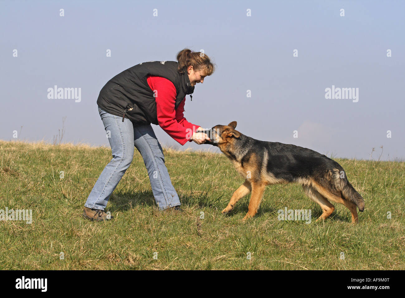 German Shepherd Dog (Canis lupus f. familiaris), woman with puppy on meadow, Germany Stock Photo