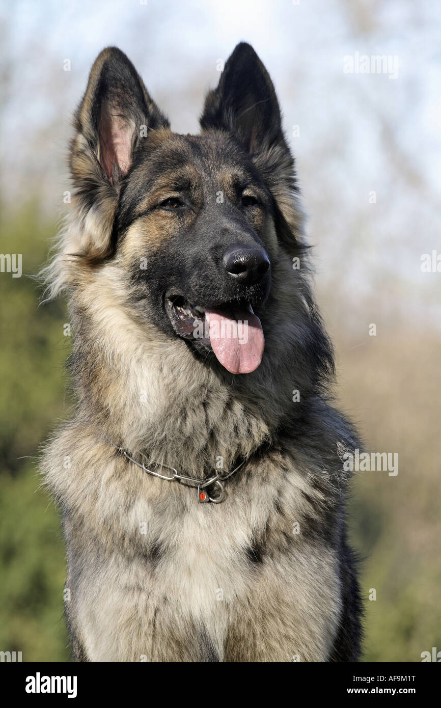mixed breed dog (Canis lupus f. familiaris), 11 months old Husky-German  Sheepdog-Mix sitting on a tree stump Stock Photo - Alamy