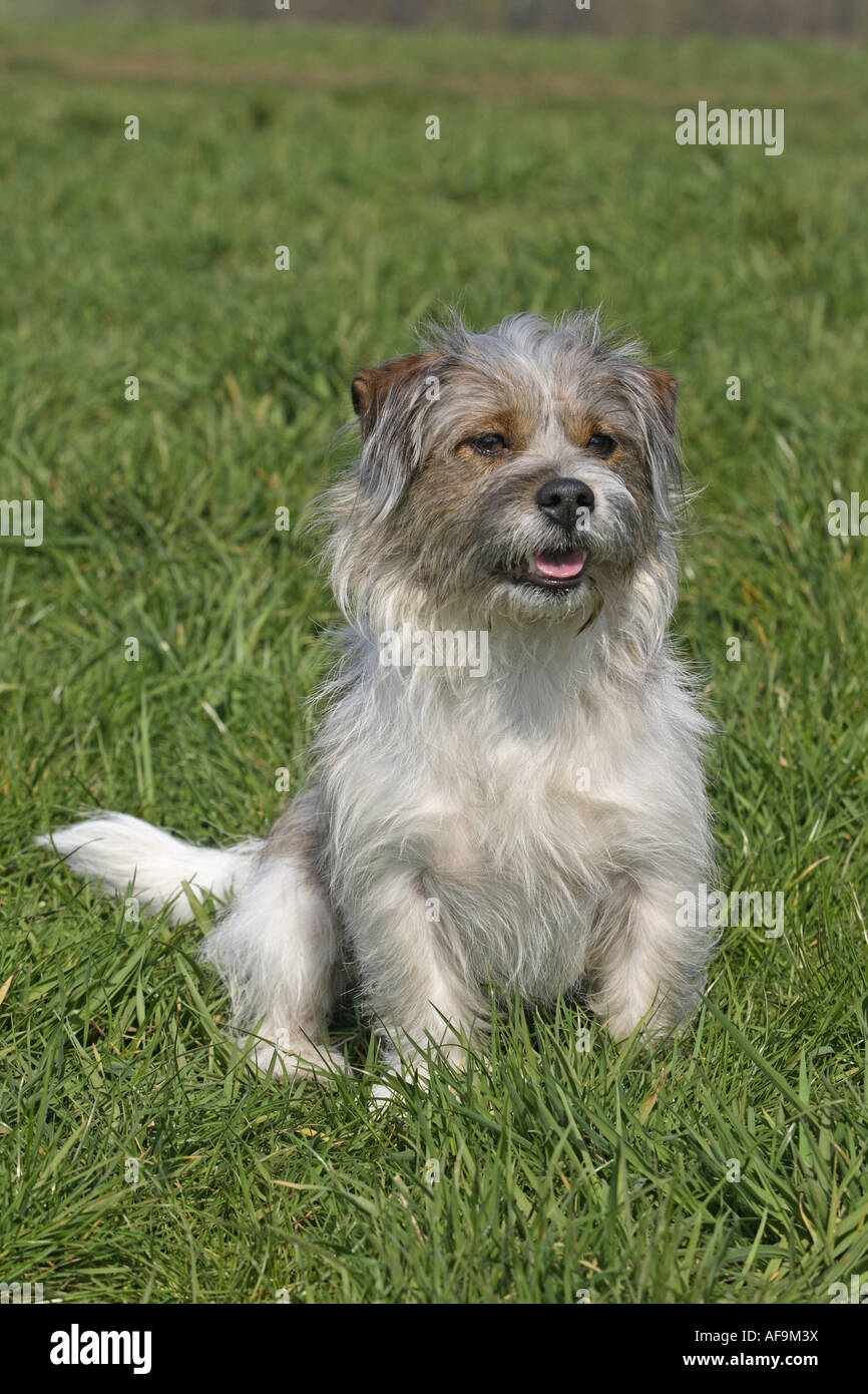 mixed breed dog (Canis lupus f. familiaris), Jack Russell-Shi Tzu-Mix  sitting in a meadow Stock Photo - Alamy