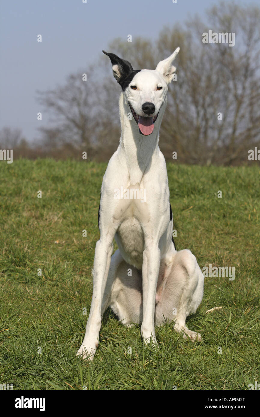 mixed breed dog (Canis lupus f. familiaris), galgo-podenco-mix, sitting in  meadow Stock Photo - Alamy