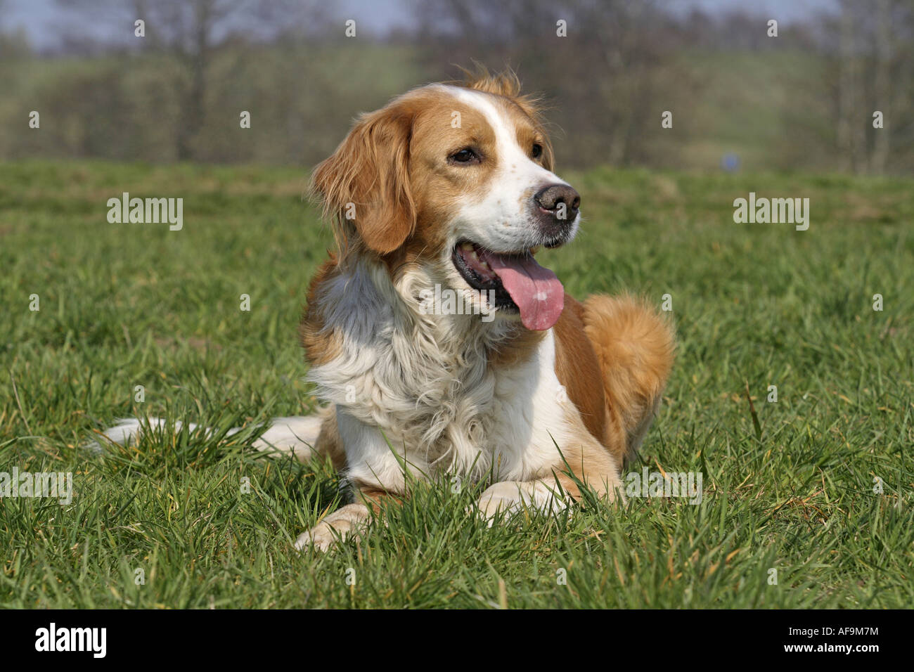Labrador saint bernard mix 2025