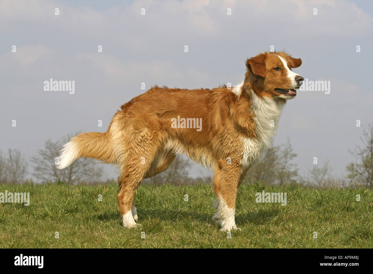 mixed breed dog (Canis lupus f. familiaris), Leonberger-Golden Retriever-Mix,  standing in meadow Stock Photo - Alamy