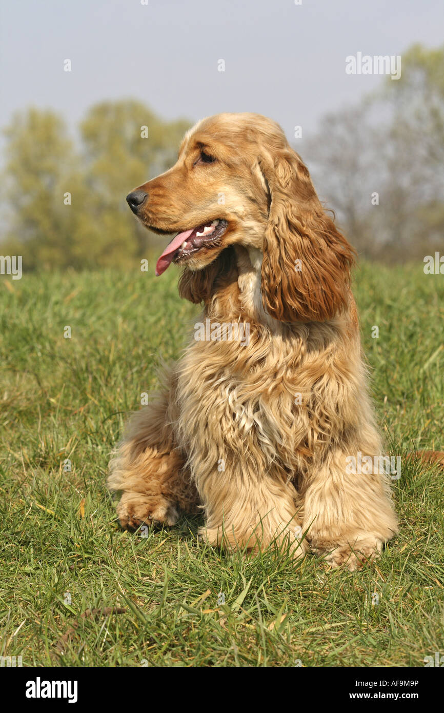 English Cocker Spaniel (Canis lupus f. familiaris), sitting in meadow ...