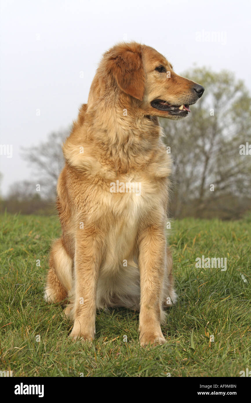 mixed breed dog (Canis lupus f. familiaris), Hovawart-Retriever-Mix,  sitting in meadow Stock Photo - Alamy