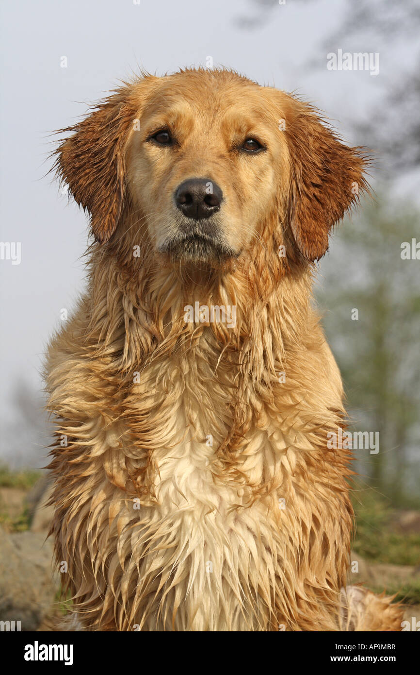 mixed breed dog (Canis lupus f. familiaris), Hovawart-Retriever-Mix, portrait Photo - Alamy