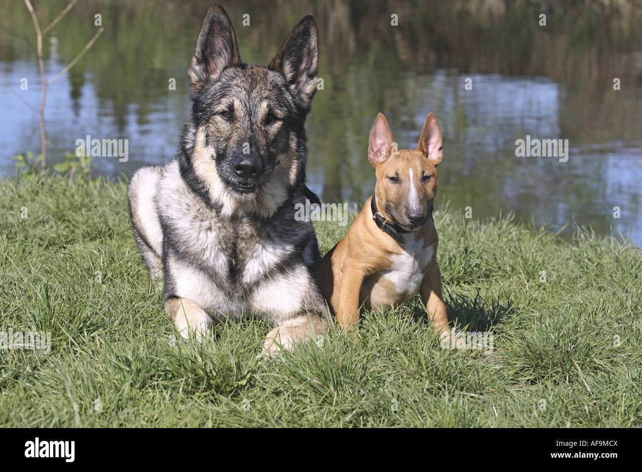 Bull terrier german hotsell shepherd mix puppies