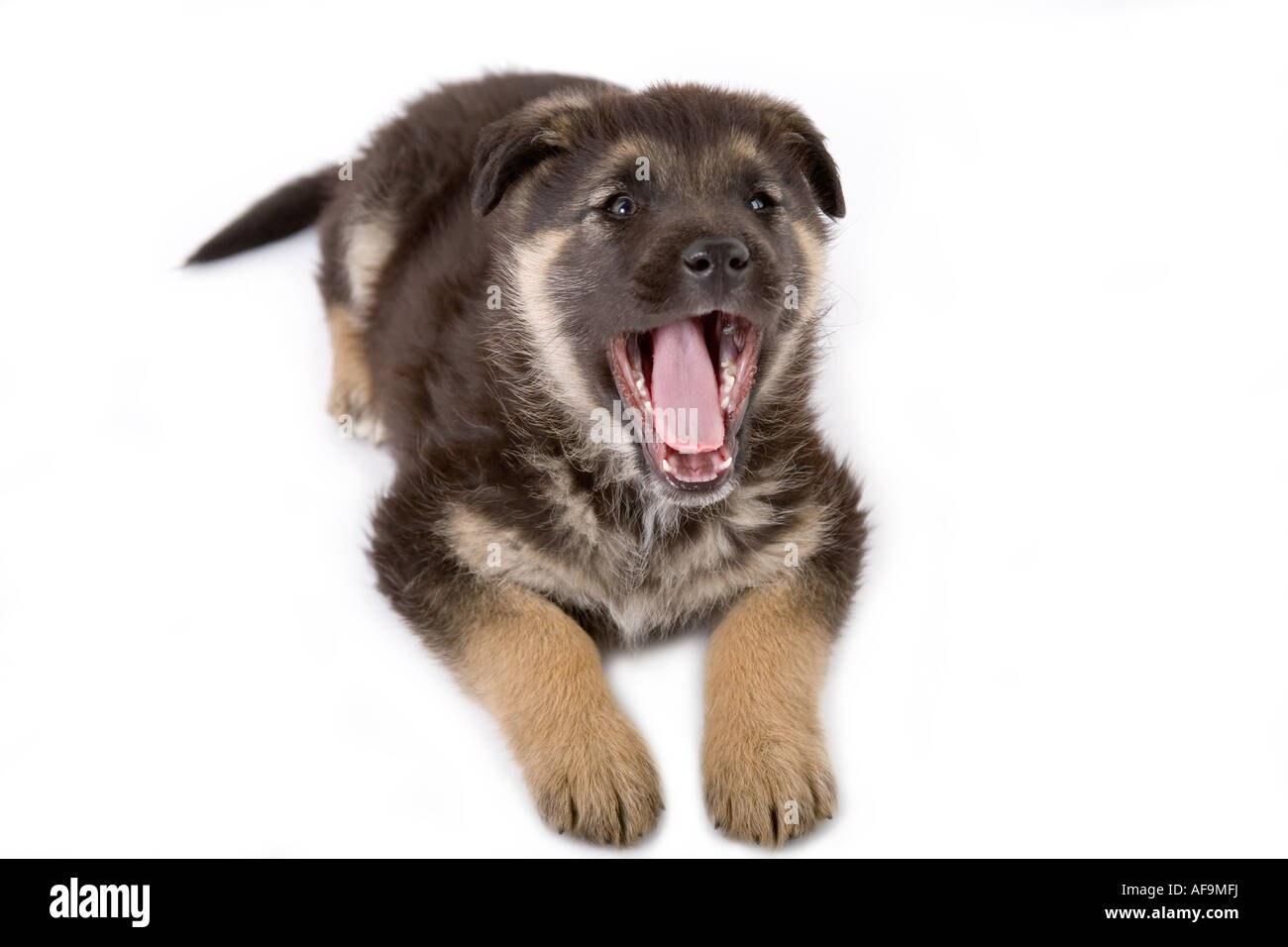 laughing puppy Stock Photo