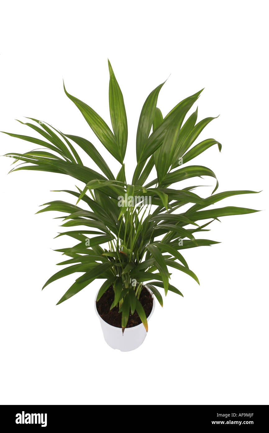 Butterfly Palm, Madagascar Palm, Areca Palm (Chrysalidocarpus lutescens