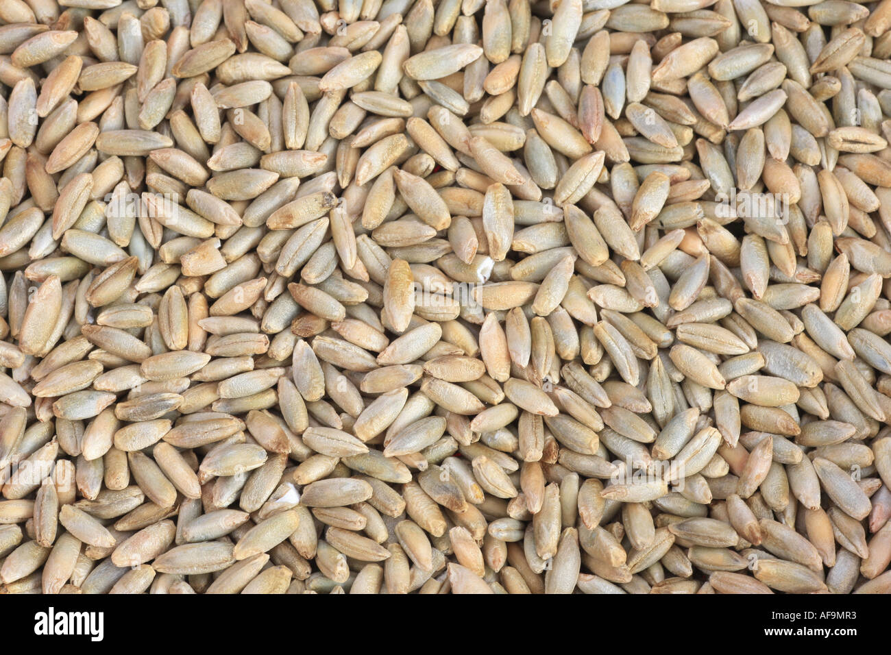 cultivated rye (Secale cereale), grains Stock Photo