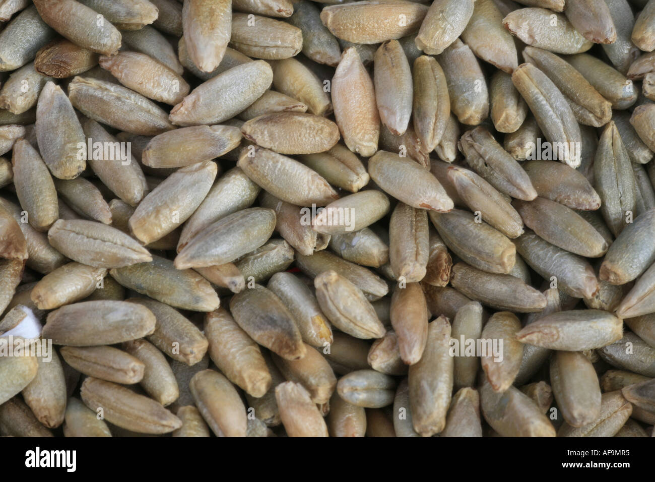 cultivated rye (Secale cereale), grains Stock Photo