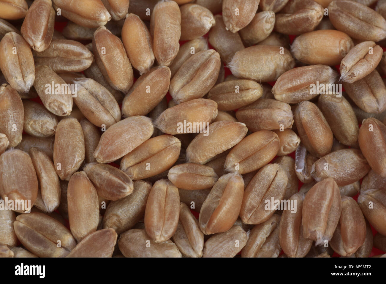 bread wheat, cultivated wheat (Triticum aestivum), grains Stock Photo