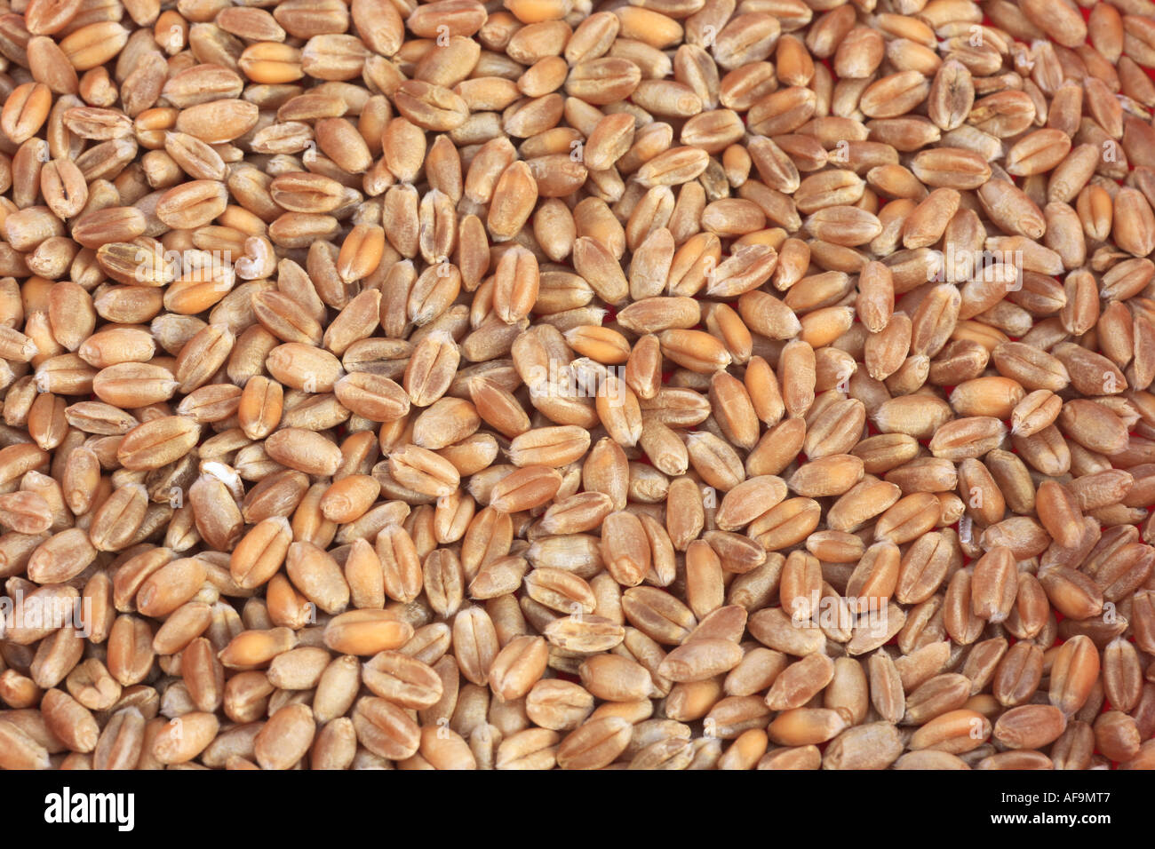 bread wheat, cultivated wheat (Triticum aestivum), grains Stock Photo