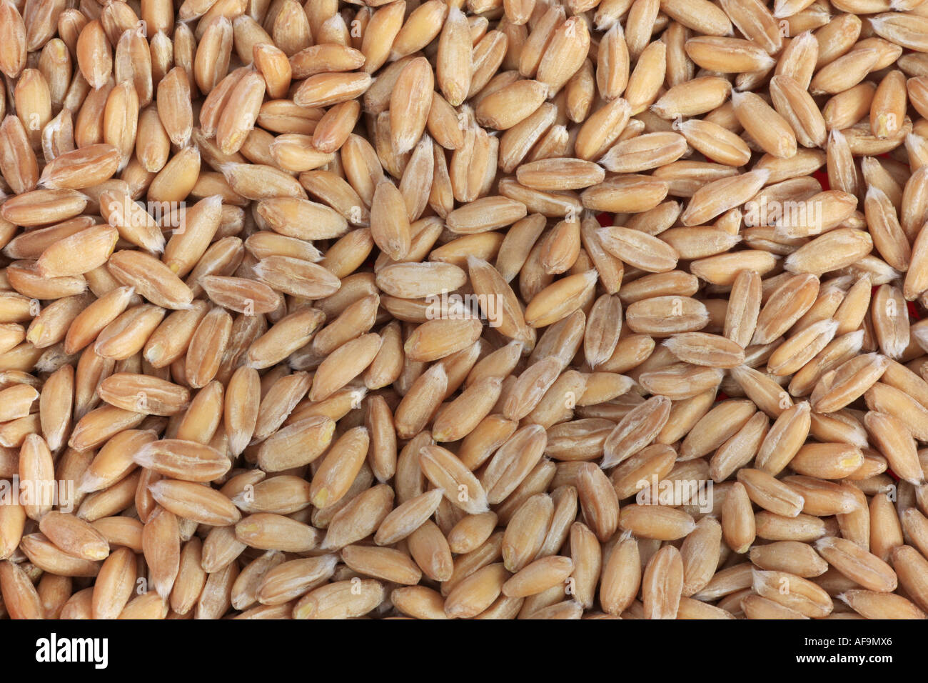 spelt wheat (Triticum spelta), grains Stock Photo