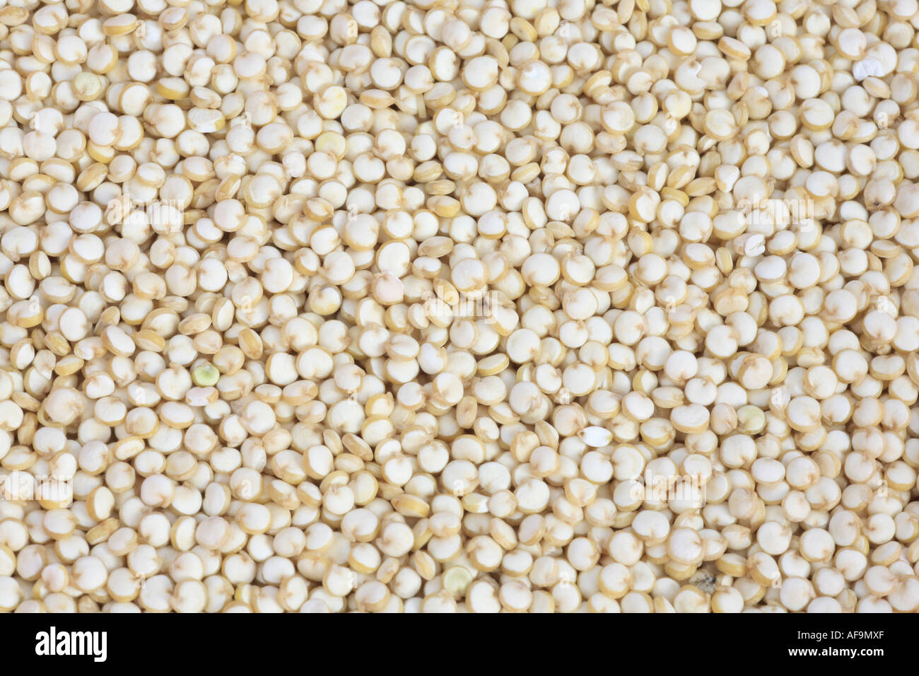 quinoa (Chenopodium quinoa), grains, seeds Stock Photo