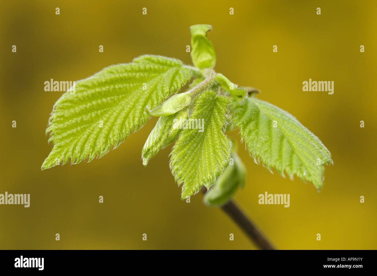 common hazel (Corylus avellana), twig with young leaves, Germany, North Rhine-Westphalia Stock Photo