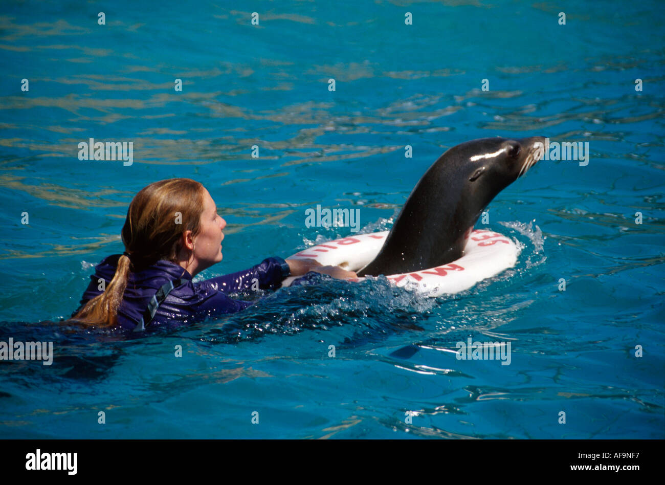 Miami Florida,Key Biscayne,Seaquarium,seal,marine mammal,animal trainer,performance,entertainment,FL541 Stock Photo