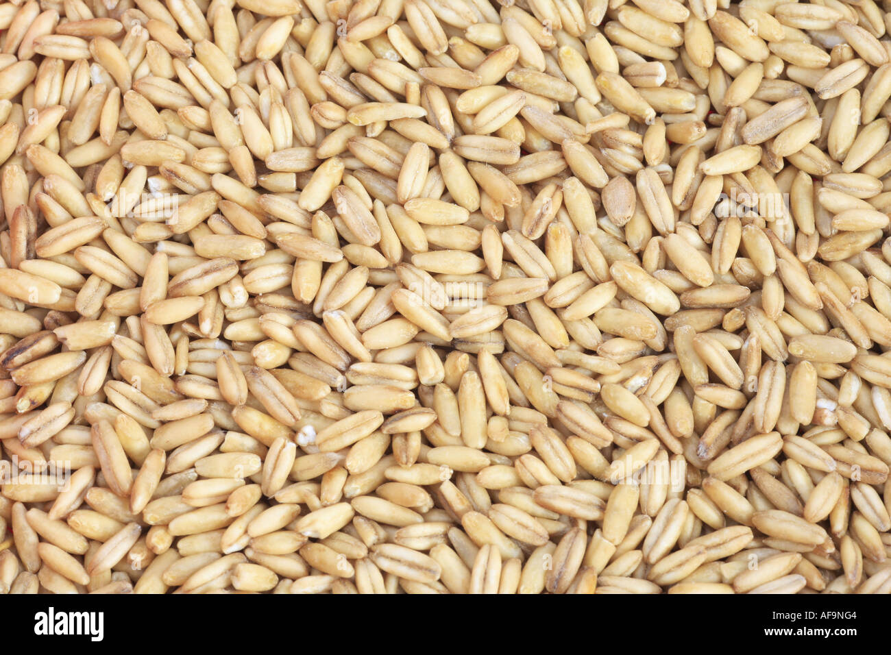cultivated oat, common oat (Avena sativa), peeled grains Stock Photo