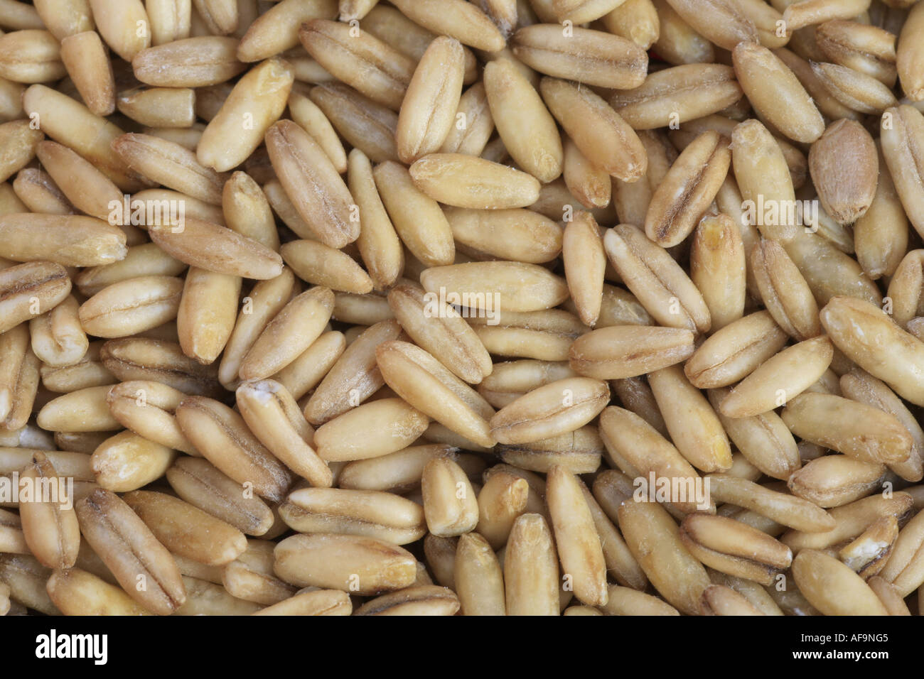 cultivated oat, common oat (Avena sativa), peeled grains Stock Photo