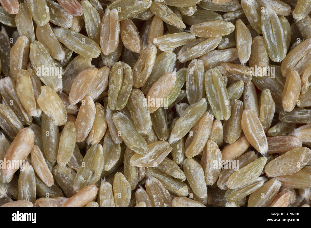 spelt wheat (Triticum spelta), unripe spelt grain, grains Stock Photo