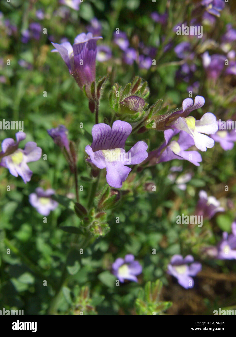 Chaenorhinum origanifolium (Chaenorhinum origanifolium, Chaenarhinum origanifolium), blooming Stock Photo