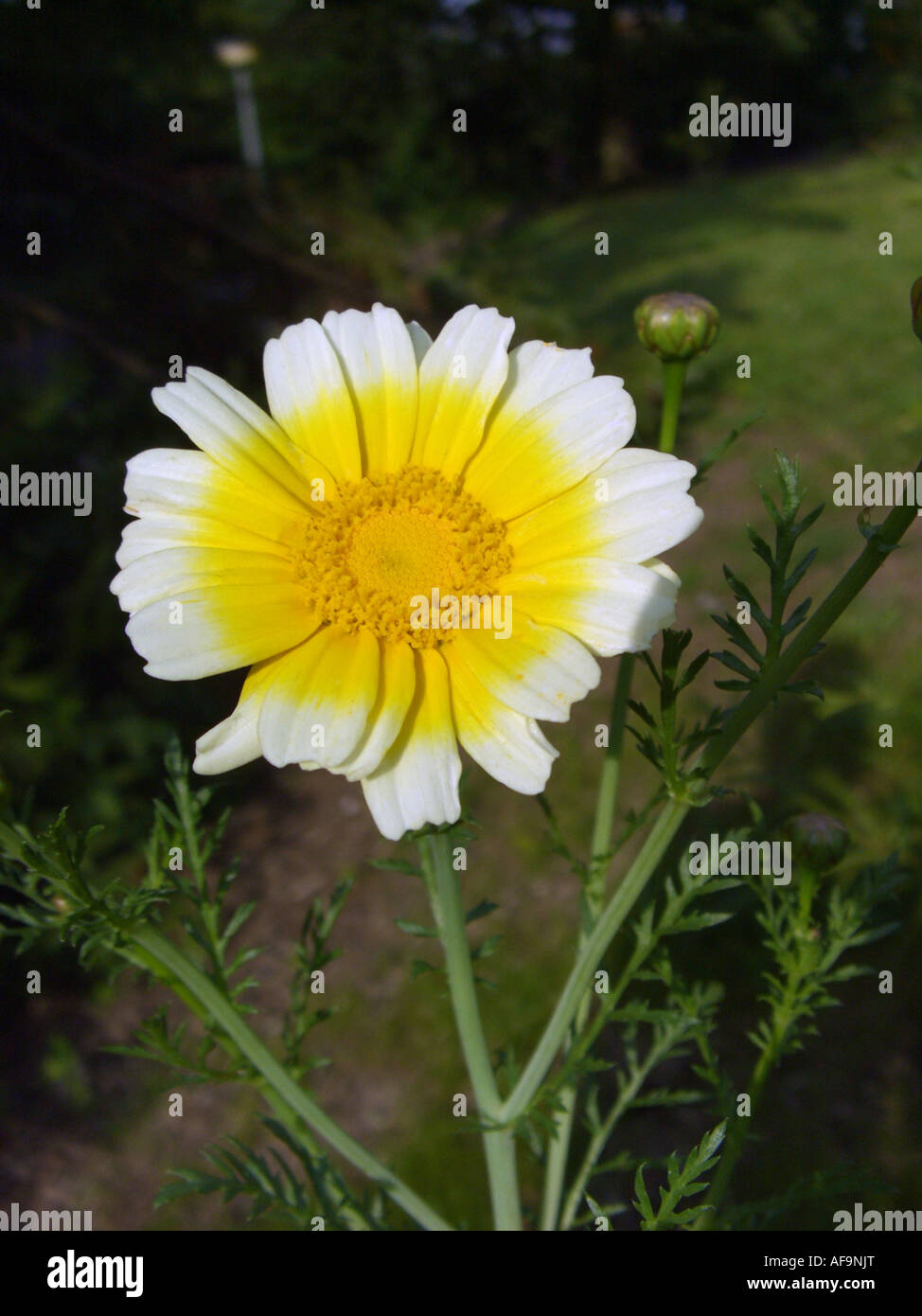 Crown Daisy, Garland Chrysanthemum (Chrysanthemum coronarium), inflorescence Stock Photo Alamy