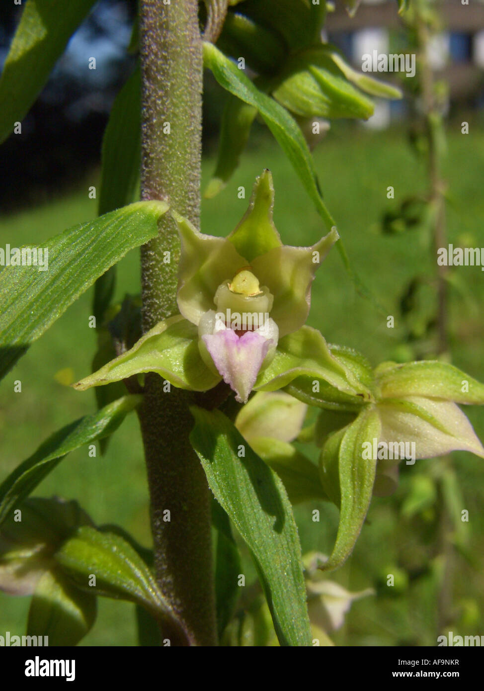 Broad Leaved Helleborine Eastern Helleborine Epipactis Helleborine