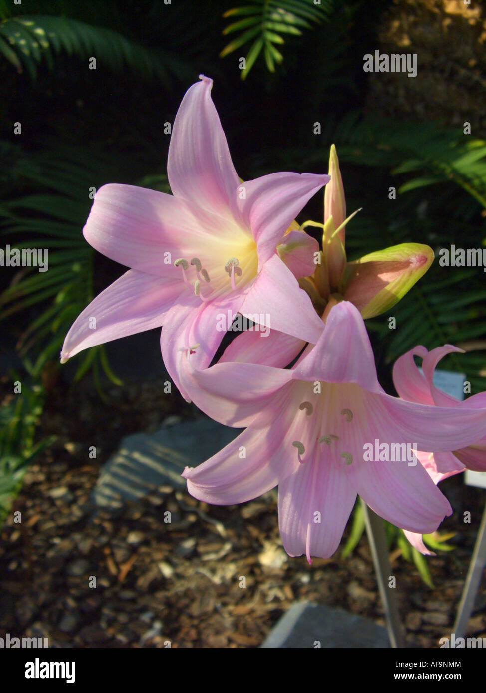 belladonna lily (Amaryllis belladonna), blossoms Stock Photo