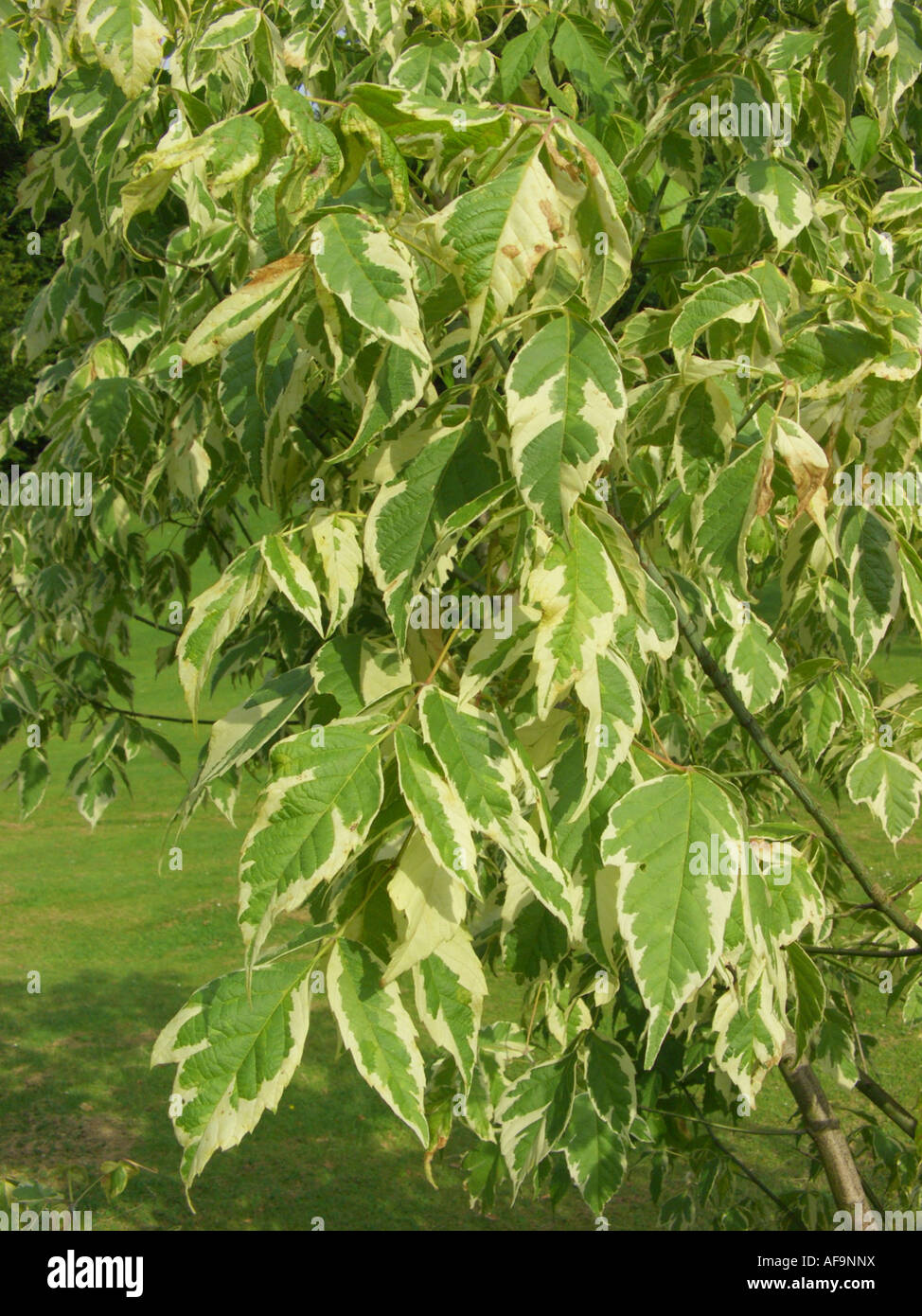 Ashleaf maple, Box elder, Silver ashleaf maple (Acer negundo 'Variegatum', Acer negundo Variegatum), detail of the leaves Stock Photo