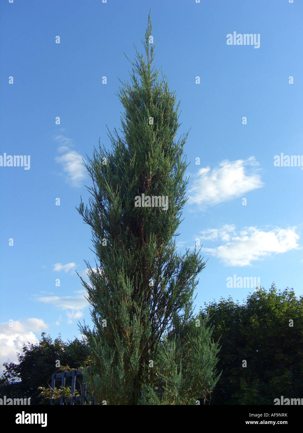 American juniper, eastern red cedar (Juniperus virginiana 'Skyrocket', Juniperus virginiana Skyrocket, Juniperus 'Skyrocket', J Stock Photo