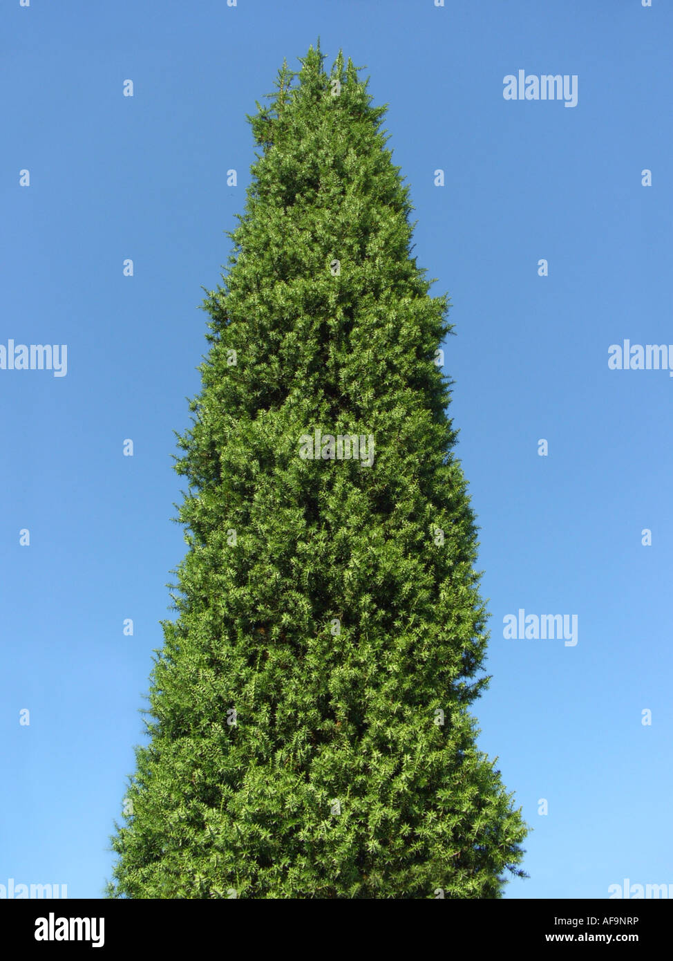 Syrian juniper (Juniperus drupacea), column form Stock Photo