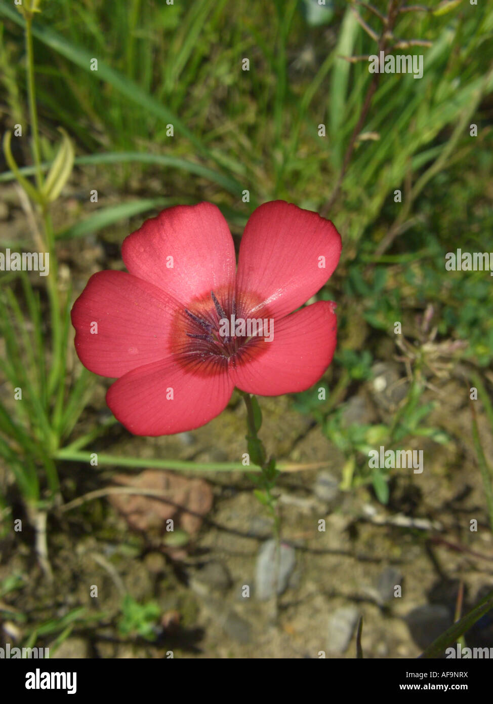 scarlet flax (Linum grandiflorum var. rubrum, Linum grandiflorum 'Rubrum', Linum grandiflorum Rubrum), flower Stock Photo