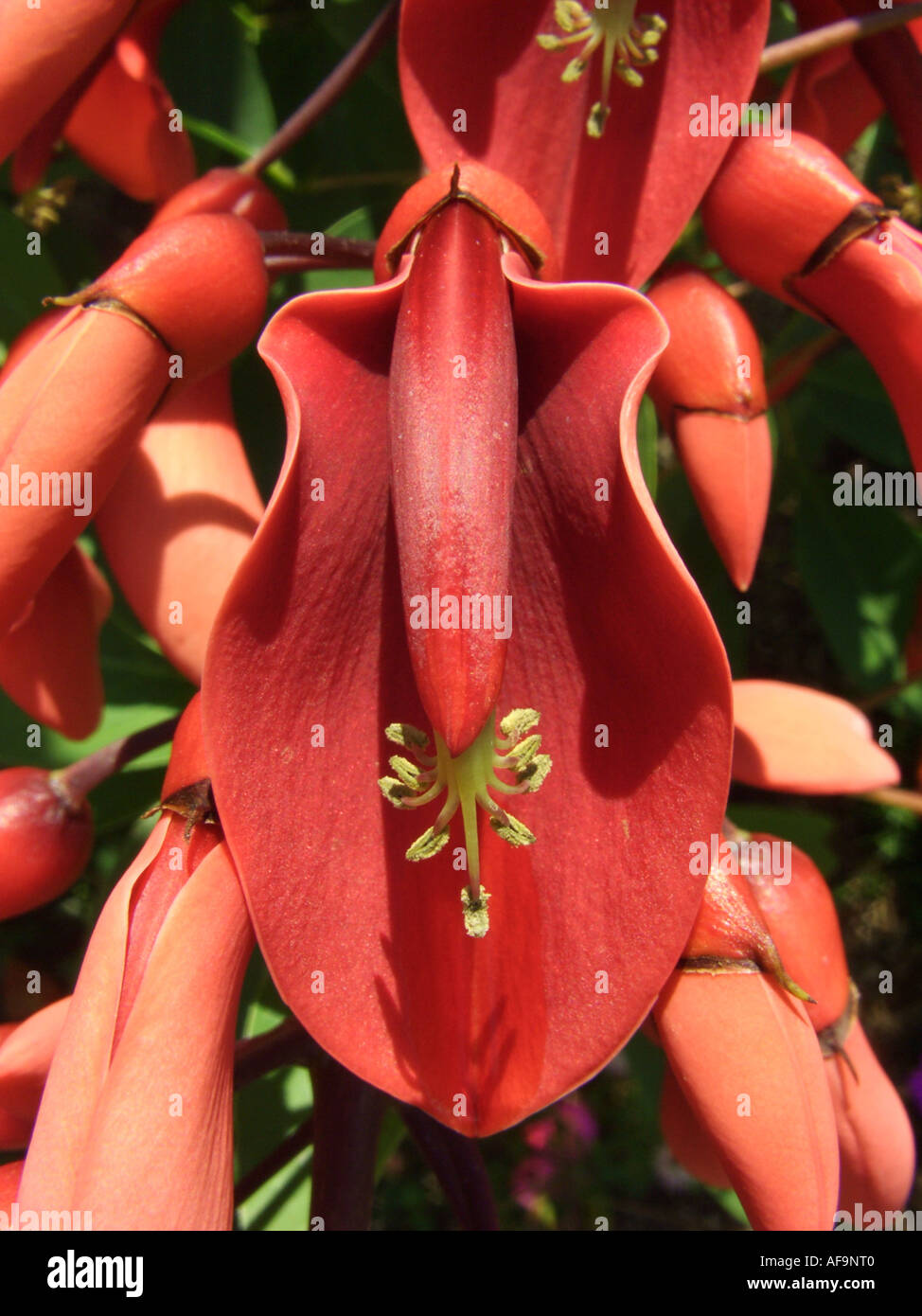 cockspur coral tree, crying baby (Erythrina crista-gallii), flower Stock Photo