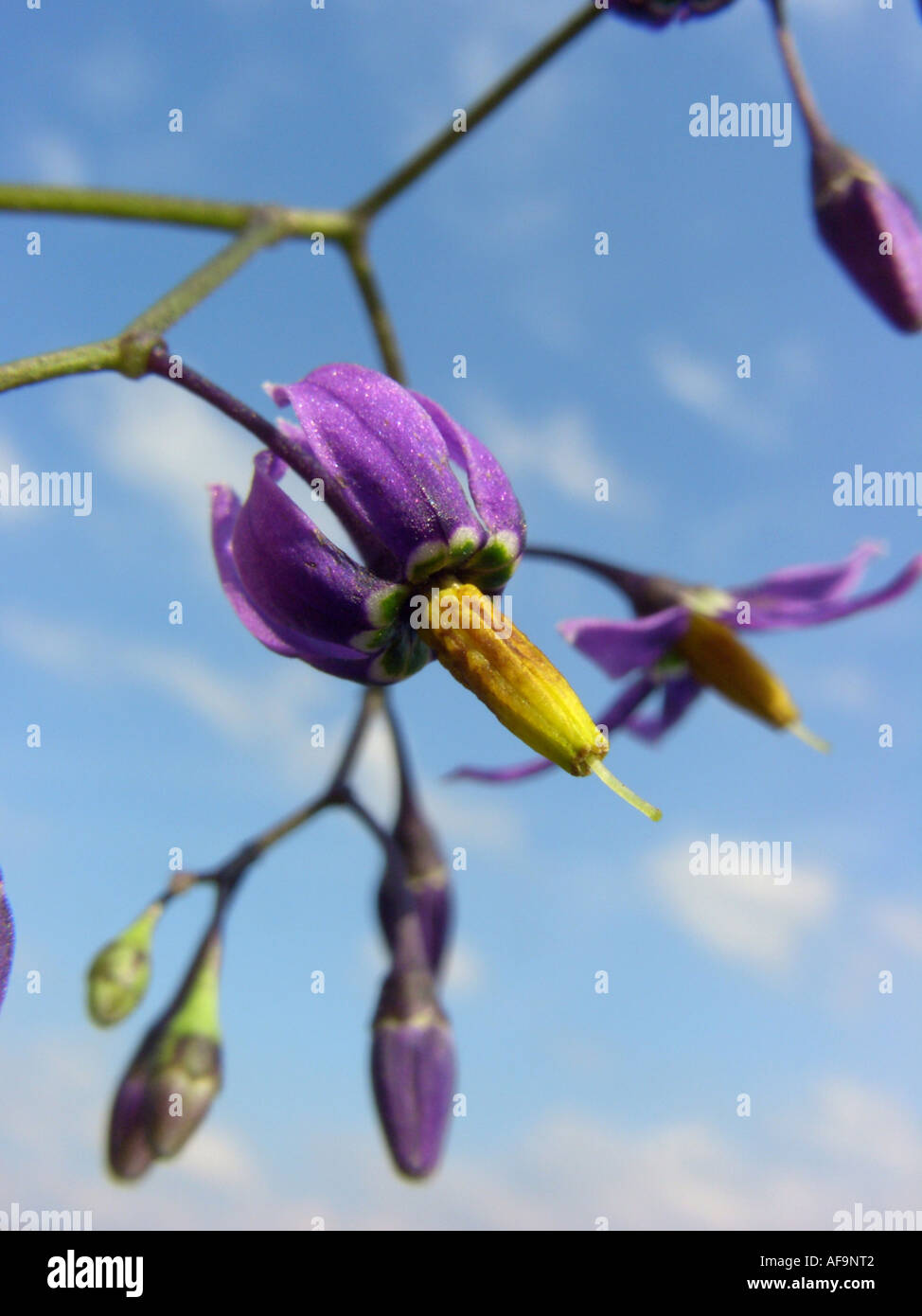 bitter nightshade, bittersweet nightshade, woody nightshade, climbing nightshade (Solanum dulcamara), flower against blue sky Stock Photo